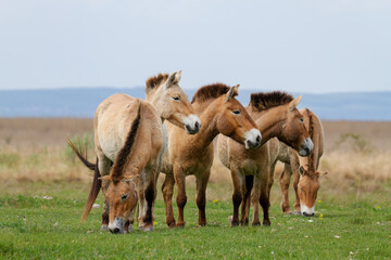Obraz na płótnie Canvas Przewalski horses (Equus ferus przewalskii). The Przewalski's horse or Dzungarian horse, is a rare and endangered subspecies of wild horse native to the steppes of central Asia.