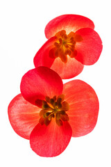 Fototapeta na wymiar red begonia flowers on the white background