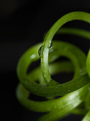 leaf with drops