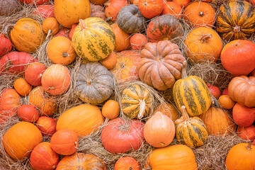 Autumn background with various fresh ripe pumpkins