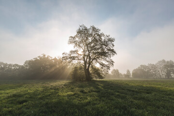 Germany, Brandenburg, single tree on a meadow at backlight