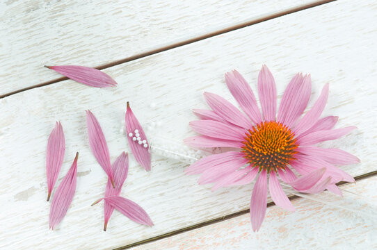 Purple coneflower and glass tube of globules on white wood