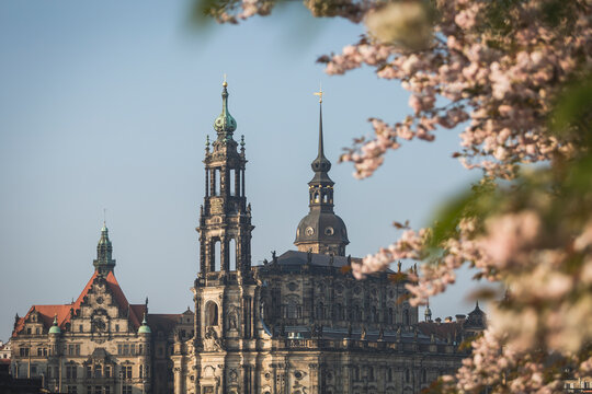 Germany, Saxony, Dresden, Dresden Cathedral and almond blossoms