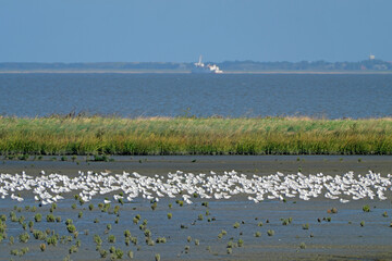 Möven im Nationalpark Niedersächsisches Wattenmeer bei Harlesiel an der Nordseeküste und Deichvorland mit Schilf und Priel und Fähre sowie die Insel Wangerooge im Hintergrund - Stockfoto
