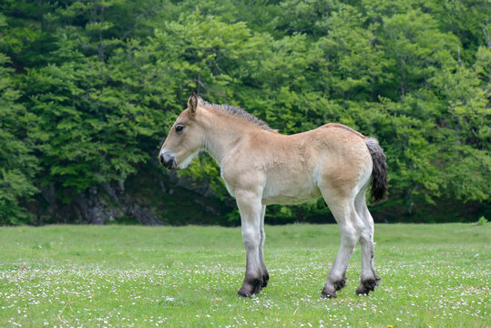 Young Pottok pony breed in French Basque country