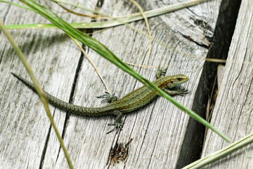 sand lizard basking on nature trail on wooden boards in a nature reserve Randu Meadows