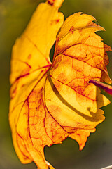 Leuchtendes Weinblatt im Herbst - Bright vine leaf in autumn	