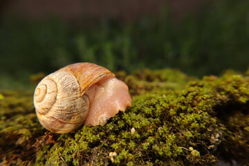 Close up of a Snail.
Snail crawling on moss in the garden.
Note: snail secretes mucus material that helps it glide. These mucus substances help the skin to renew collagen.
insects, insect.
bugs, bug