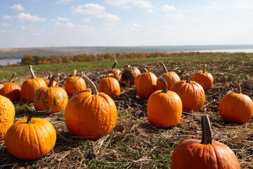 Orange pumpkins in field in sunny autumn day