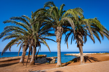 Palm trees on Fig tree beach in Protaras, Cyprus