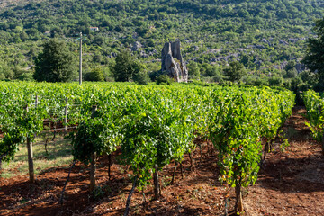 Fototapeta na wymiar View on green vineyards in mountains near Terracina, Lazio, wine making in Italy
