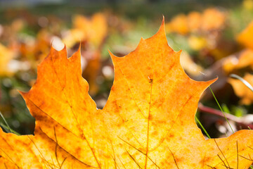 Autumn maple leaf burning in the sun