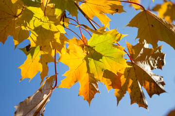 Bright autumn leaves on a blue sky background