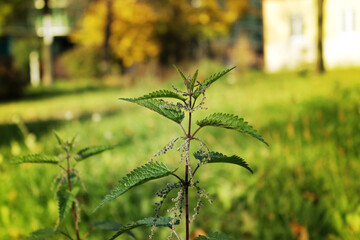Late nettle on an autumn background