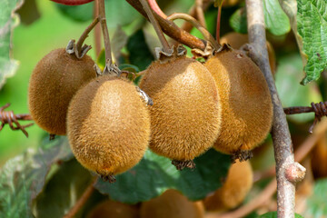 New harvest of ripe green kiwi fruits in orchard