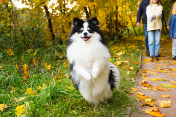 Naklejka na ściany i meble Black and white dog - german pomeranian - on the background of autumn park 