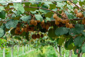 New harvest of ripe green kiwi fruits in orchard