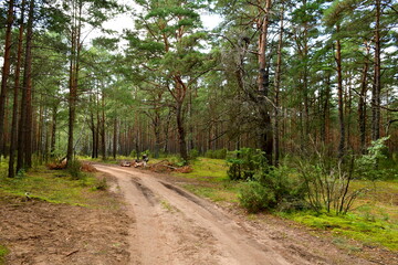 A view of a dirt path leading through a dense coniferous forest full of trees, shrubs, herbs, and other kinds of flora seen on a sunny summer day in Poland during a countryside hike