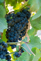 Bunches of red wine merlot grapes ripening on vineyards near Terracina, Lazio, Italy