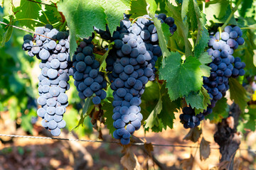 Bunches of red wine merlot grapes ripening on vineyards in Campo Soriano near Terracina, Lazio,...
