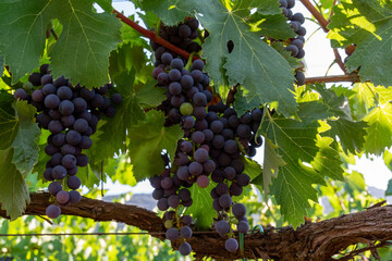 Bunches of red wine merlot grapes ripening on vineyards in Campo Soriano near Terracina, Lazio, Italy