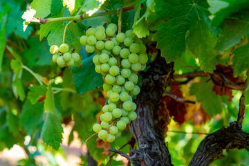 Bunches of white wine grapes ripening on vineyards near Terracina, Lazio, Italy - obrazy, fototapety, plakaty