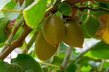 New harvest of ripe green kiwi fruits in orchard