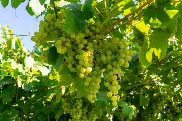 Bunches of white wine muscat grapes ripening on vineyards near Terracina, Lazio, Italy