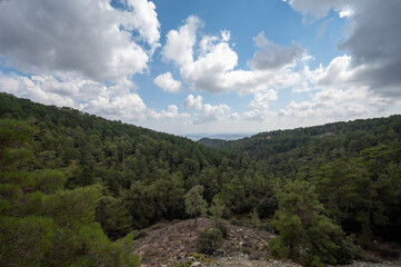 Fototapeta premium Evergreen pine trees growing in high Troodos mountains on Cyprus