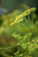 Fototapeta premium Summer background of flowering dill (Fennel) on a summer green field