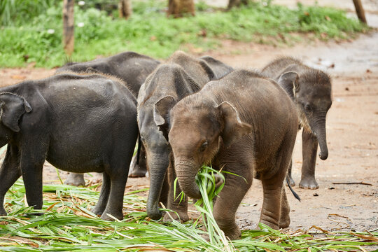 Eating elephant babies, Udawalawa, Sri Lanka
