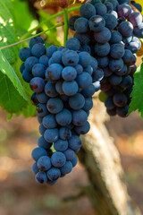 Bunches of red wine merlot grapes ripening on vineyards in Campo Soriano near Terracina, Lazio, Italy