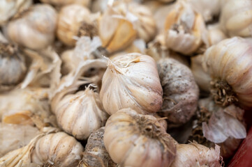 Organic vegetables background, many dried garlic bulbs
