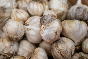 Organic vegetables background, many dried garlic bulbs