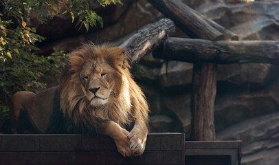 Naklejka premium A beautiful portrait of a majestic lion against the background of mountains, logs. Lion in the zoo.