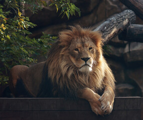 A beautiful portrait of a majestic lion against the background of mountains, logs. Lion in the zoo.