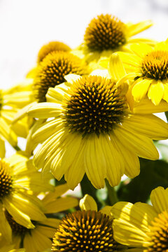 Yellow coneflower, echinacea