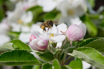 Bee on an apple blossom, Bavaria, Germany