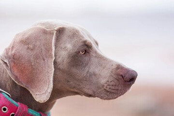 portrait of a dog