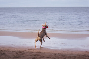dog on the beach