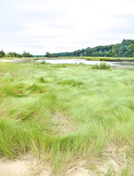 High marsh grasses (Spartina patens) and Disticlious spikata) at the West Meadow Marsh Complex in Stony Brook, Long Island, New York.  
