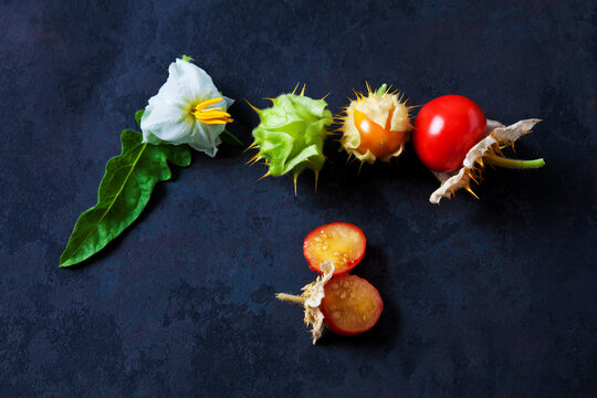 Sticky nightshade tomatoes, leaves and blossoms on dark ground