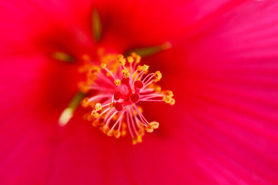 Pistil and stamen of pink Common Hibiscus, close-up