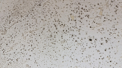 The Mold on the surface close-up. Black mold.