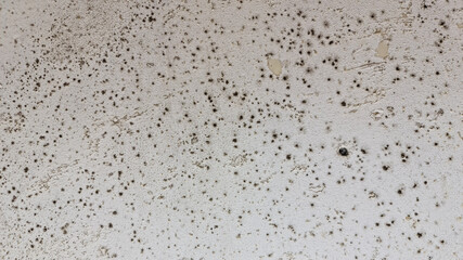 The Mold on the surface close-up. Black mold.