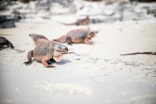 Iguanas on beach on Allen Cay, Bahamas, Caribbean