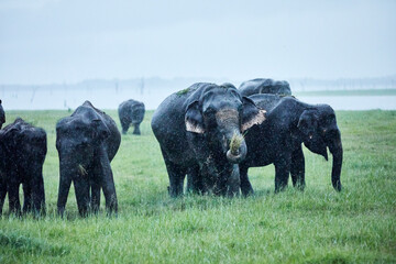 Indian elephants grazing at Kaudulla National Park against clear sky