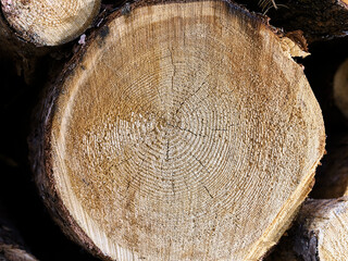 Log with annual rings, Kolsass, Tyrol, Austria