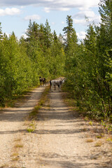 Fototapeta na wymiar Reindeers on a sand road path in Swedish lapland. With trees on the side of the road and on a sunny day.