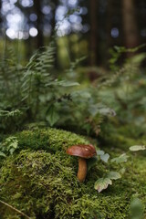 marone mushrooms in the forest - obrazy, fototapety, plakaty